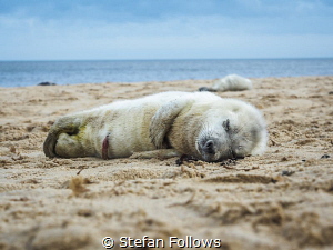 Nap time

Grey Seal (pup) - Halichoerus grypus

Horse... by Stefan Follows 